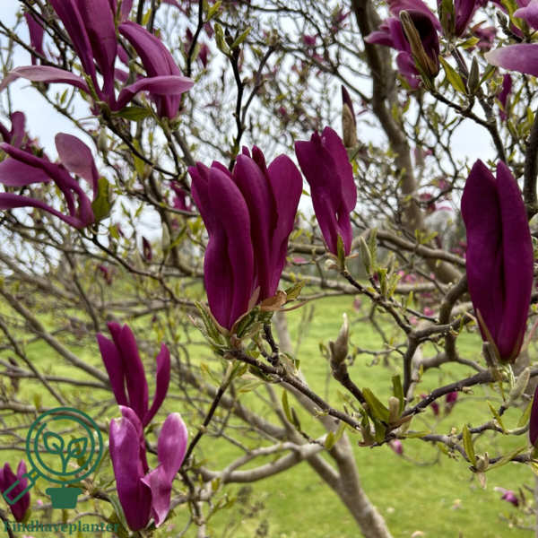Magnolia lilliflora 'Susan', Magnolia