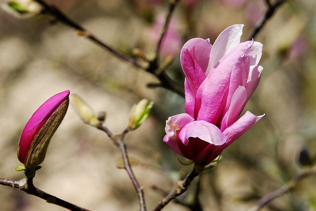 Magnolia lilliflora 'Susan', Magnolia