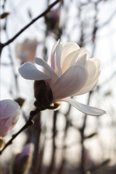 Magnolia loebneri 'Merrill', Stjernemagnolia