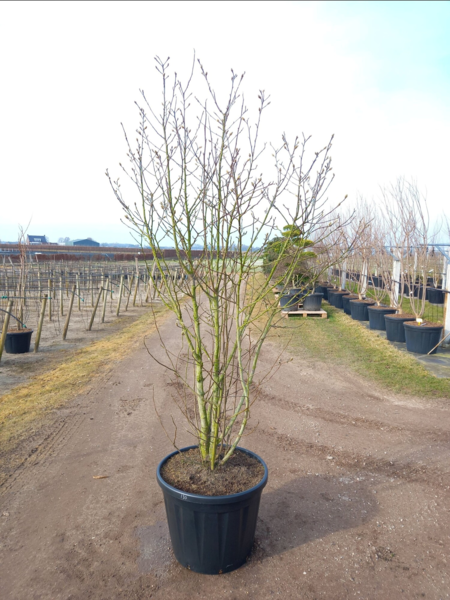 Magnolia loebneri 'Merrill', Stjernemagnolia