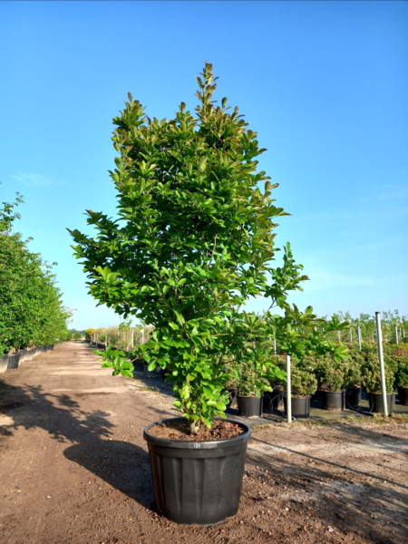 Magnolia loebneri 'Merrill', Stjernemagnolia