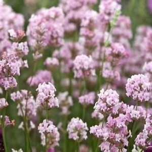 Lavandula angustifolia 'Rosea', Lavendel