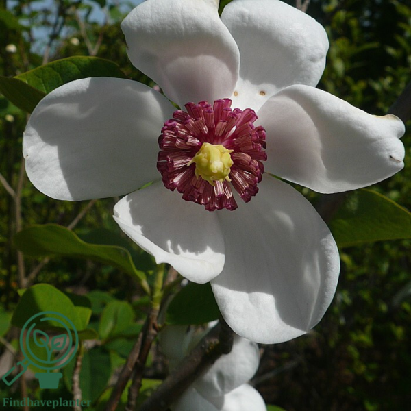 Magnolia sieboldii, Åkande-magnolia