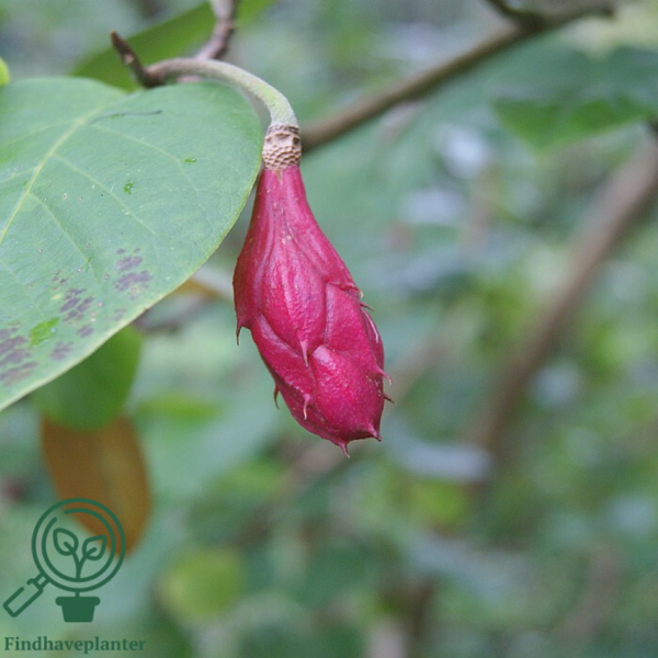 Magnolia sieboldii, Åkande-magnolia