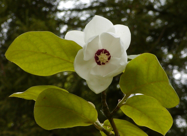 Magnolia sieboldii, Åkande-magnolia