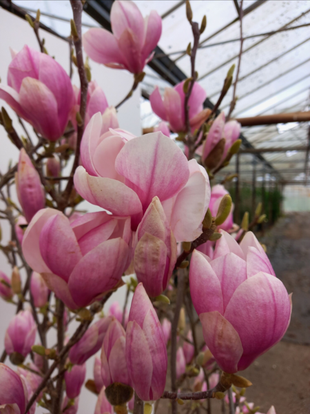 Magnolia soulangeana, Alm. Magnolia