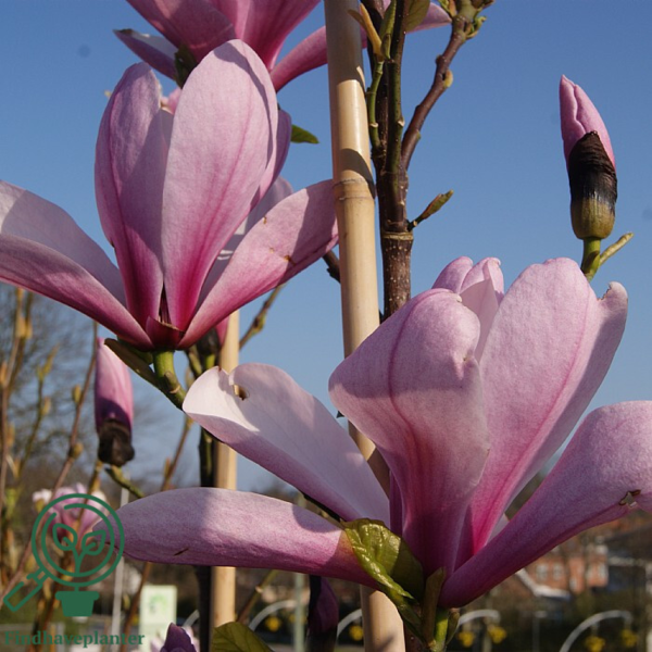 Magnolia 'Galaxy', Alm. Magnolia