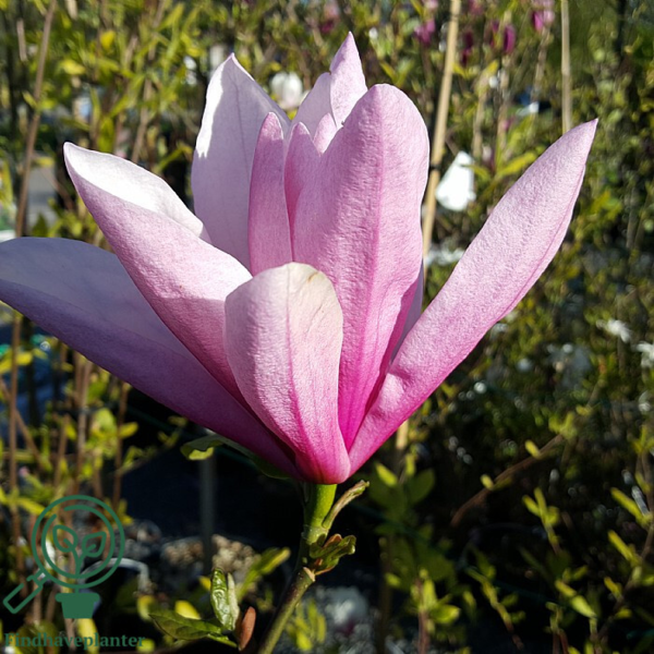 Magnolia 'Galaxy', Alm. Magnolia