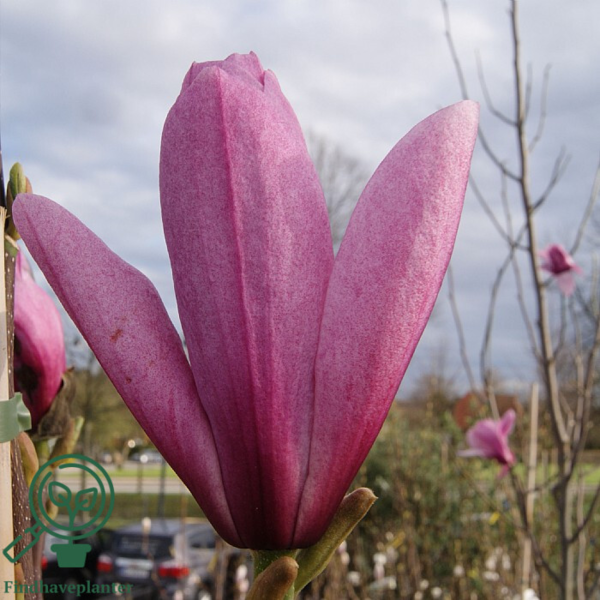 Magnolia 'Galaxy', Alm. Magnolia
