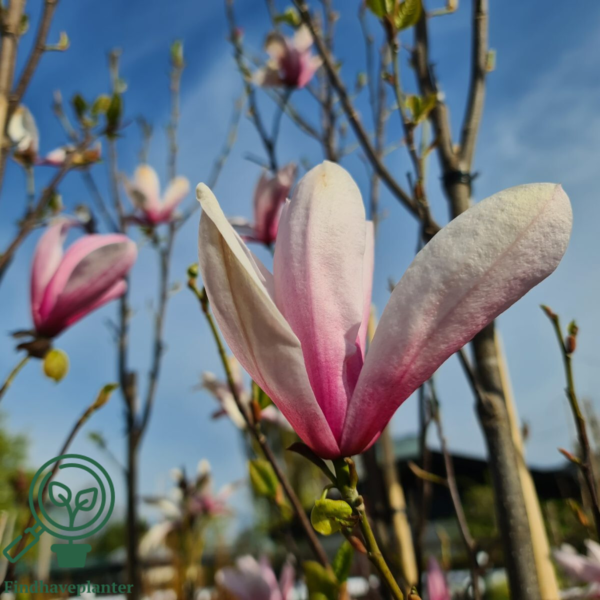 Magnolia 'Galaxy', Alm. Magnolia