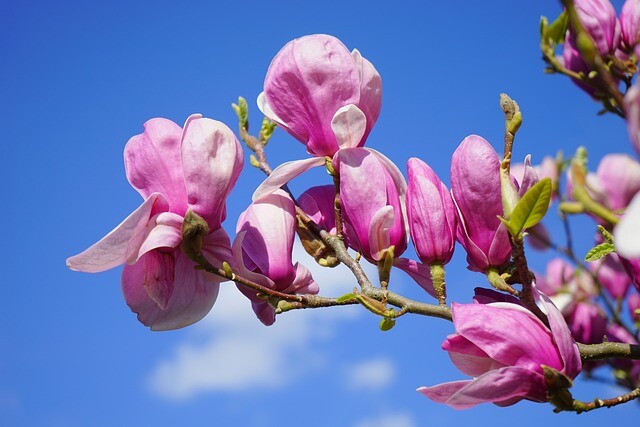 Magnolia soulangeana 'Galaxy', Alm. Magnolia