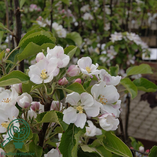 Malus dom. 'Discovery', Æble