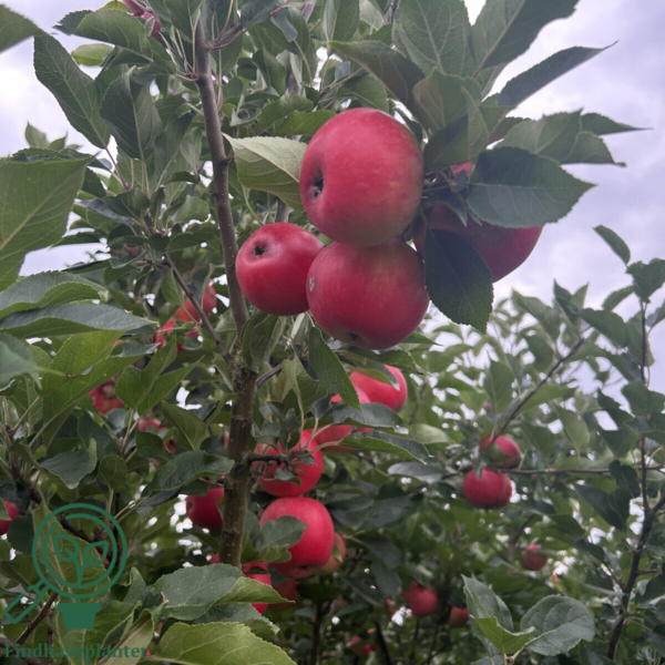 Malus dom. 'Discovery', Æble