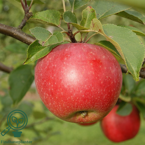 Malus dom. 'Aroma', Æble