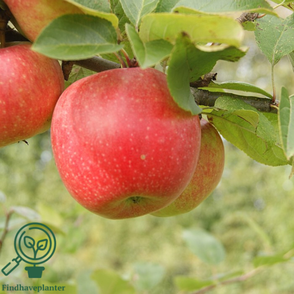 Malus dom. 'Aroma', Æble