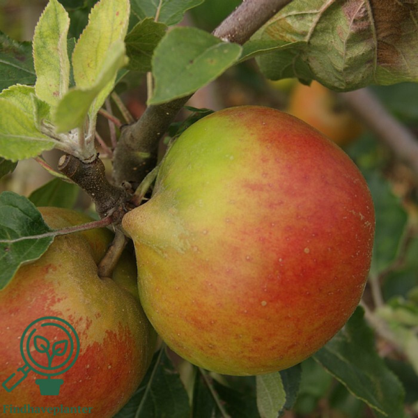 Malus dom. Holsteiner Cox', Æble