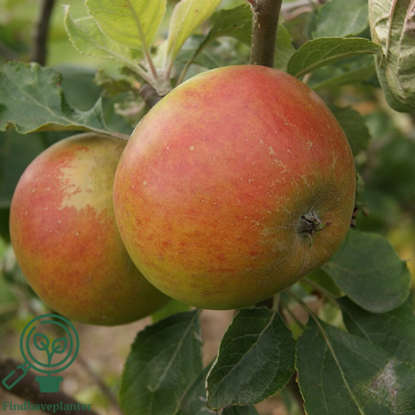 Malus dom. Holsteiner Cox', Æble