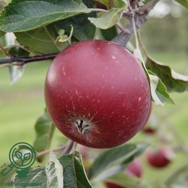 Malus dom. 'Ingrid Marie' Rød, Æble