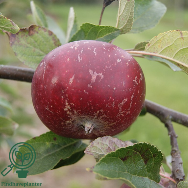 Malus dom. 'Ingrid Marie' Rød, Æble