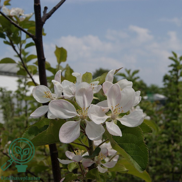 Malus dom, 'Rubinola', Æble