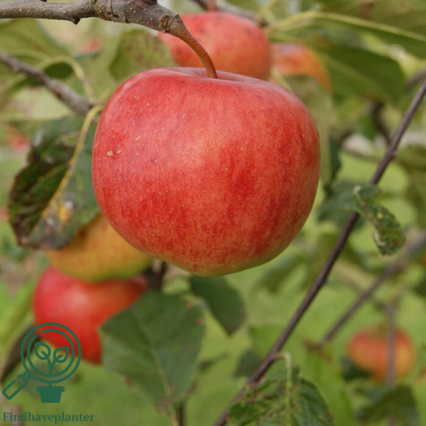 Malus dom, 'Rubinola', Æble