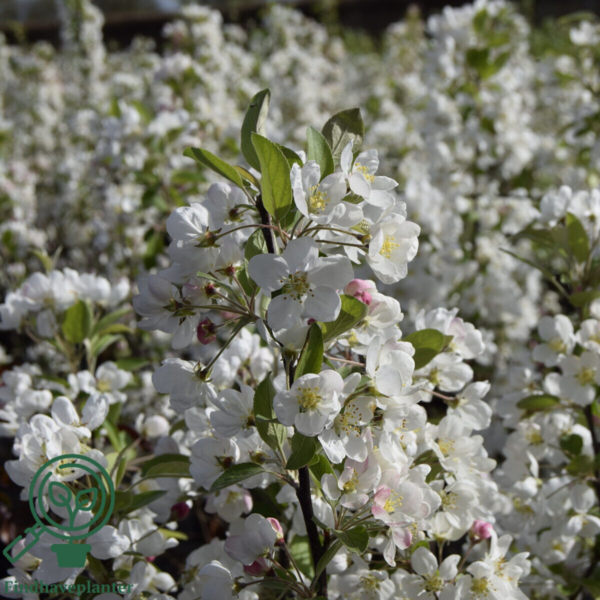 Malus hybrid Evereste, Paradisæble