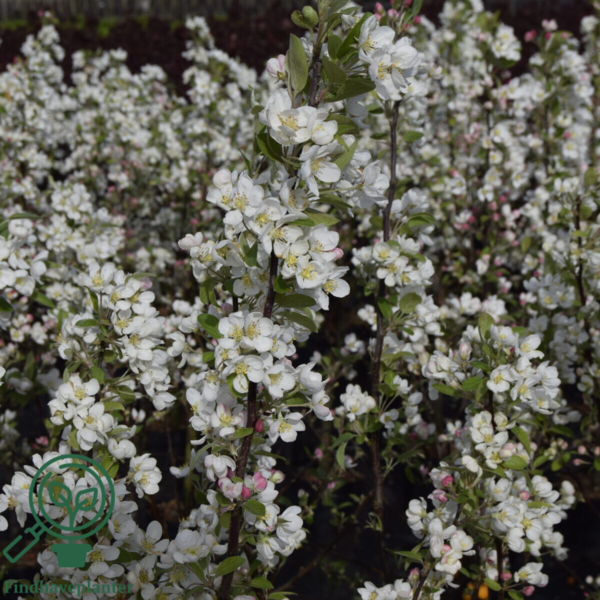 Malus hybrid Evereste, Paradisæble