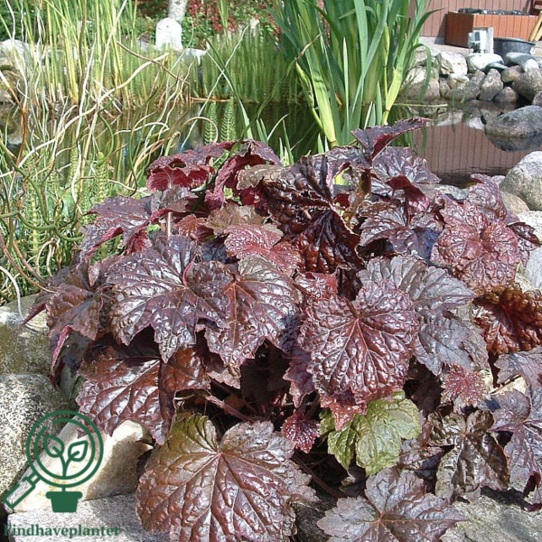 Heuchera americana 'Palace Purple', Alunrod