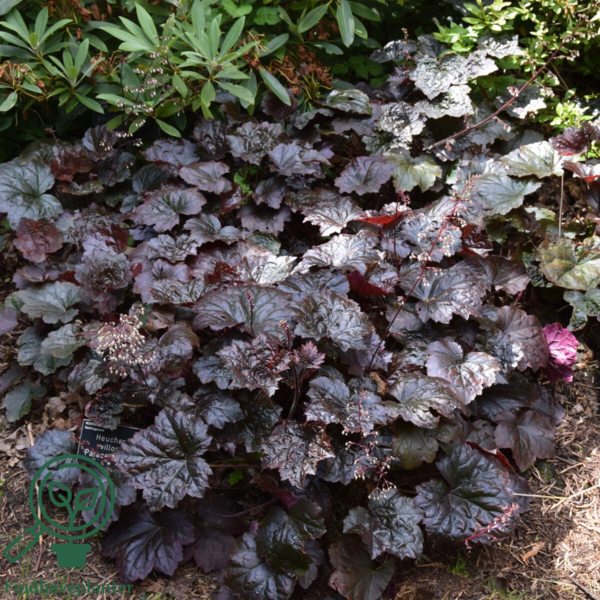 Heuchera americana 'Palace Purple', Alunrod