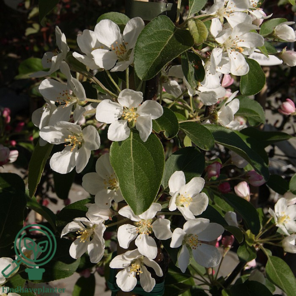Malus hybrid 'Gorgeous', Paradisæble