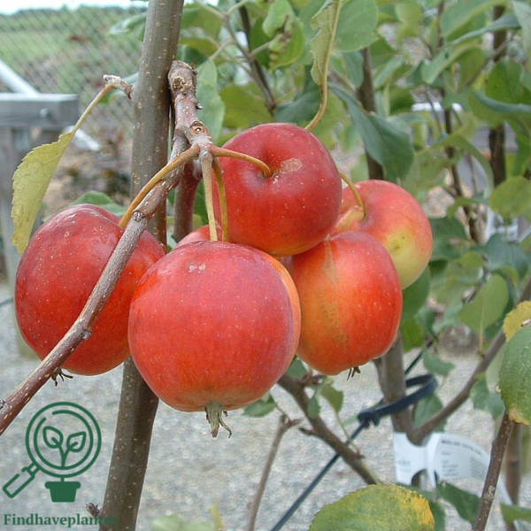 Malus hybrid 'Hyslop', Paradisæble