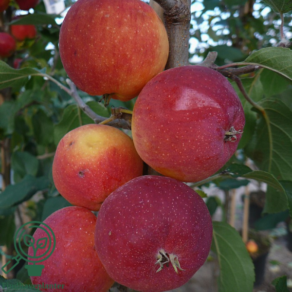 Malus hybrid 'Hyslop', Paradisæble