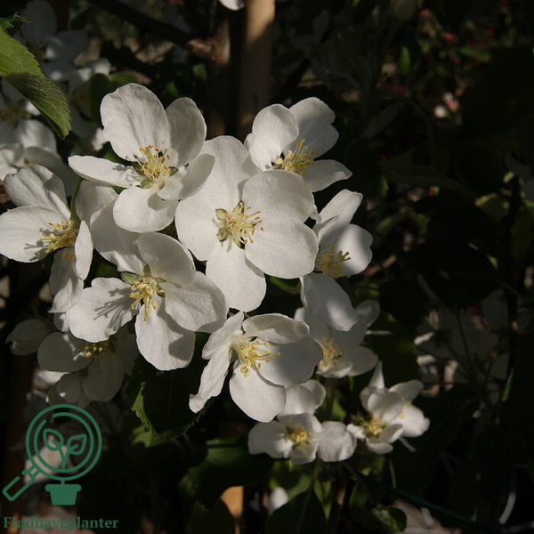 Malus hybrid 'Hyslop', Paradisæble