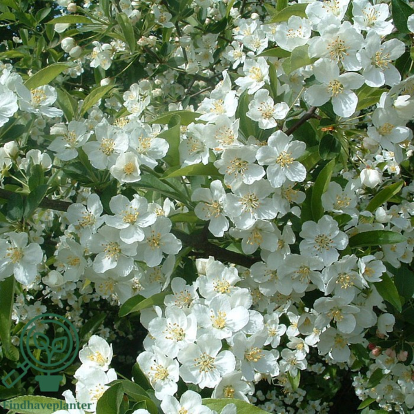 Malus sargentii, Sargentæble