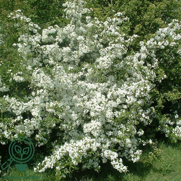 Malus sargentii, Sargentæble