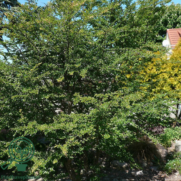 Nothofagus antarctica, Sydbøg