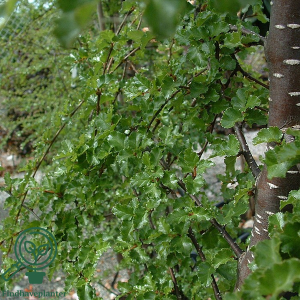 Nothofagus antarctica, Sydbøg