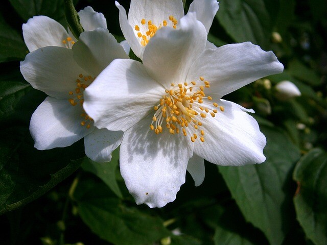 Philadelphus coronarius