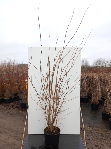 Philadelphus virginalis