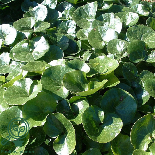 Asarum europaeum, Hasselurt