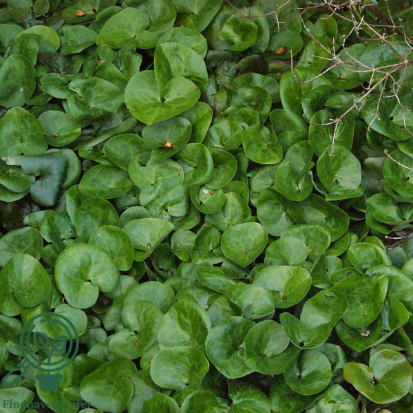 Asarum europaeum, Hasselurt