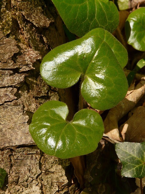 Asarum europaeum, Hasselurt