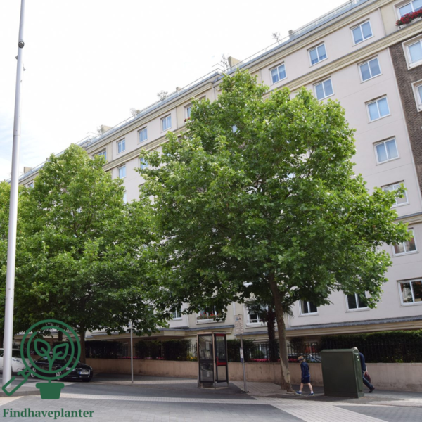 Platanus acerifolia, Platan