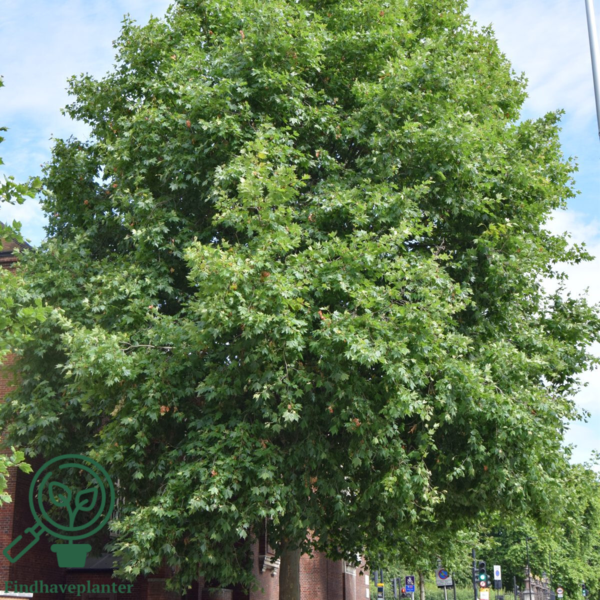 Platanus acerifolia, Platan