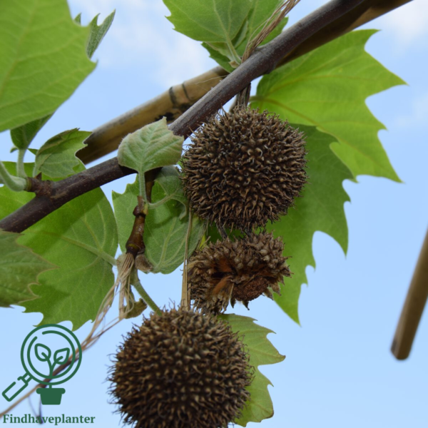 Platanus acerifolia, Platan