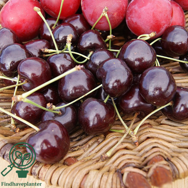 Prunus avi. 'Kordia', , Kirsebær