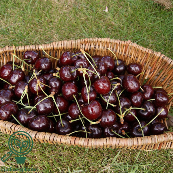 Prunus avi. 'Kordia', , Kirsebær