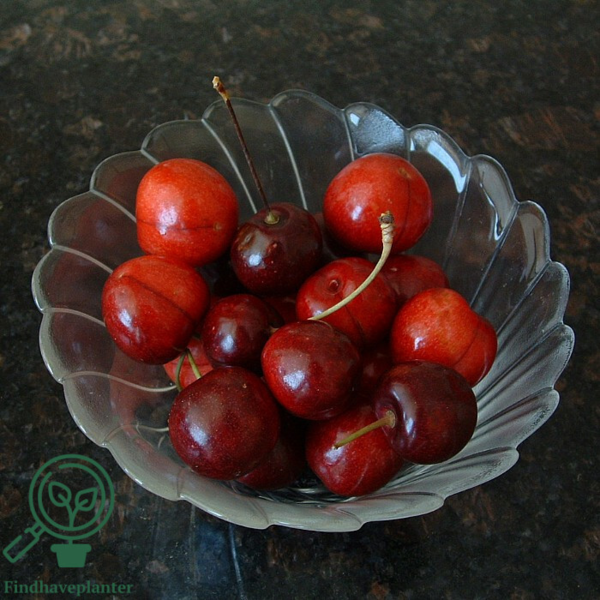 Prunus avi.'Lapins', Kirsebær