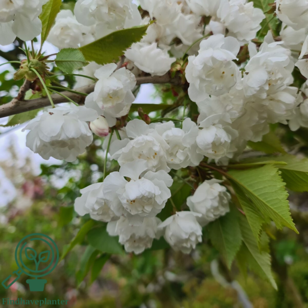 Prunus avium 'Plena', Fyldtblomstrende fuglekirsebær