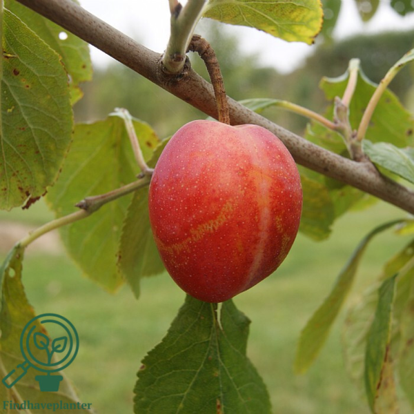 Prunus dom. 'Victoria', Blomme